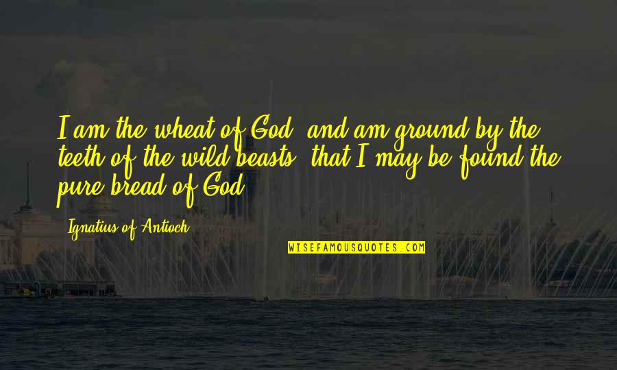 I Am Pure Quotes By Ignatius Of Antioch: I am the wheat of God, and am