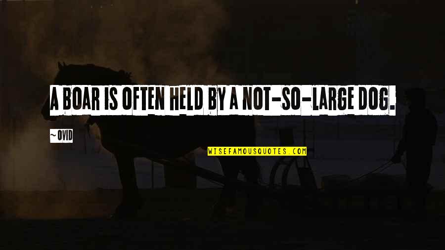 I Loved Her First Quotes By Ovid: A boar is often held by a not-so-large