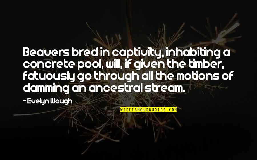 If Given Quotes By Evelyn Waugh: Beavers bred in captivity, inhabiting a concrete pool,