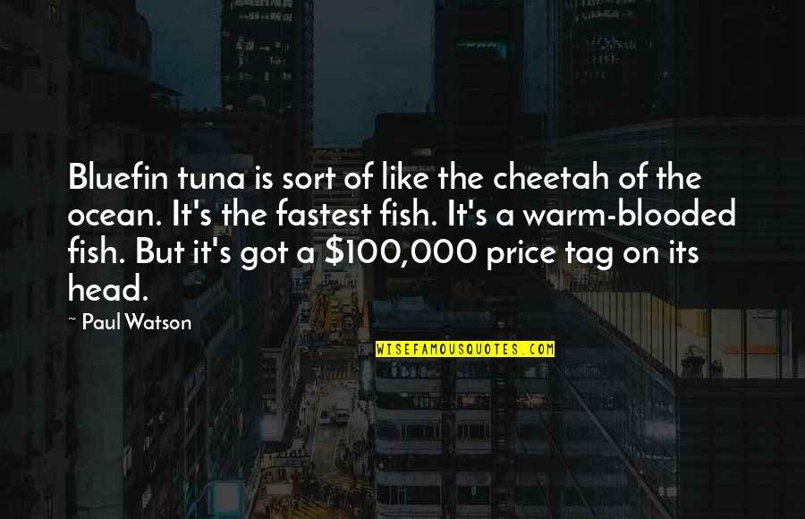 Im So In Love With My Girlfriend Quotes By Paul Watson: Bluefin tuna is sort of like the cheetah Im So In Love With My Girlfriend Quotes By Paul Watson: Bluefin tuna is sort of like the cheetah