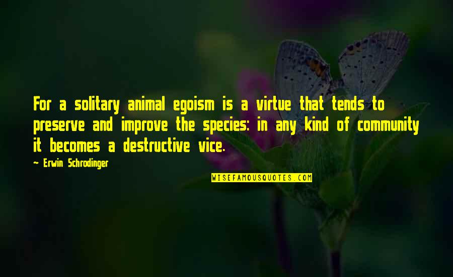 Improve Quotes By Erwin Schrodinger: For a solitary animal egoism is a virtue Improve Quotes By Erwin Schrodinger: For a solitary animal egoism is a virtue