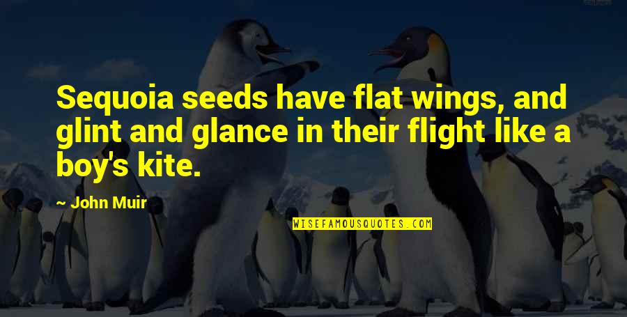 In Flight Quotes By John Muir: Sequoia seeds have flat wings, and glint and