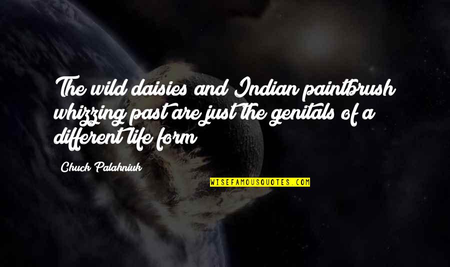 Indian Paintbrush Quotes By Chuck Palahniuk: The wild daisies and Indian paintbrush whizzing past