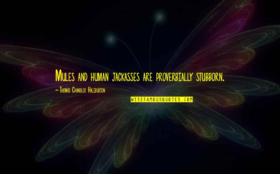 Indigo Skye Quotes By Thomas Chandler Haliburton: Mules and human jackasses are proverbially stubborn. Indigo Skye Quotes By Thomas Chandler Haliburton: Mules and human jackasses are proverbially stubborn.