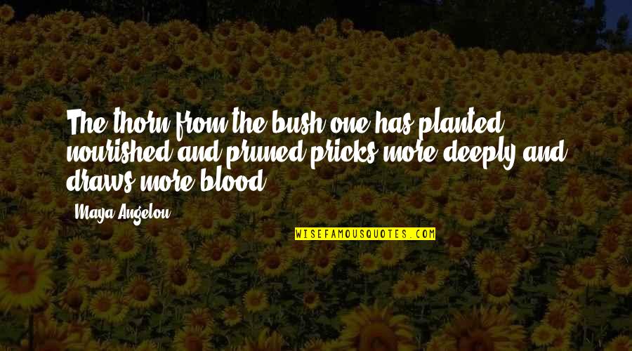 Injuriar Significado Quotes By Maya Angelou: The thorn from the bush one has planted,