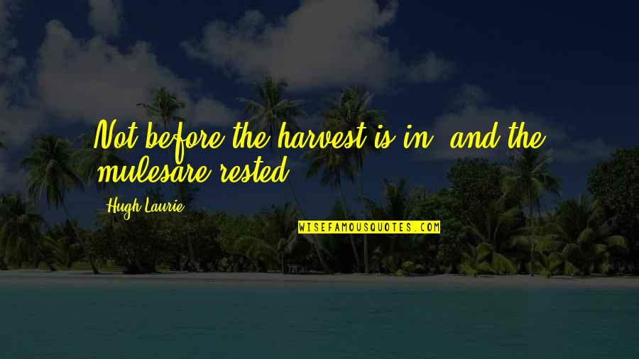 Inspirational Harvest Quotes By Hugh Laurie: Not before the harvest is in, and the