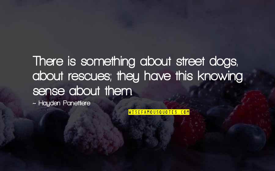 Instaforex Mobile Quotes By Hayden Panettiere: There is something about street dogs, about rescues;