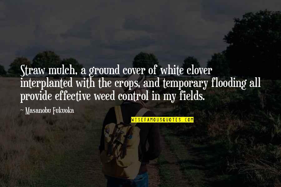 Interplanted Quotes By Masanobu Fukuoka: Straw mulch, a ground cover of white clover