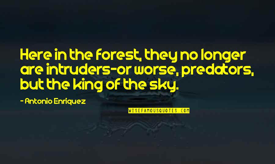 Intruders Quotes By Antonio Enriquez: Here in the forest, they no longer are
