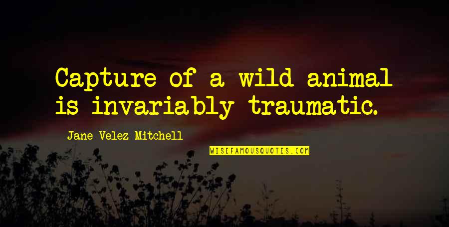 Invariably Quotes By Jane Velez-Mitchell: Capture of a wild animal is invariably traumatic.