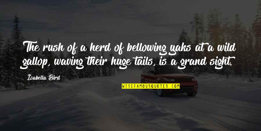 Isabella Quotes By Isabella Bird: The rush of a herd of bellowing yaks Isabella Quotes By Isabella Bird: The rush of a herd of bellowing yaks
