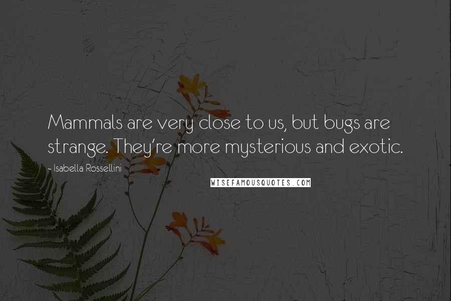 Isabella Rossellini quotes: Mammals are very close to us, but bugs are strange. They're more mysterious and exotic.