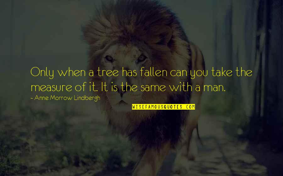 It Suicide Quotes By Anne Morrow Lindbergh: Only when a tree has fallen can you It Suicide Quotes By Anne Morrow Lindbergh: Only when a tree has fallen can you