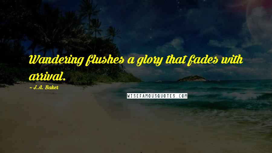 J.A. Baker quotes: Wandering flushes a glory that fades with arrival.