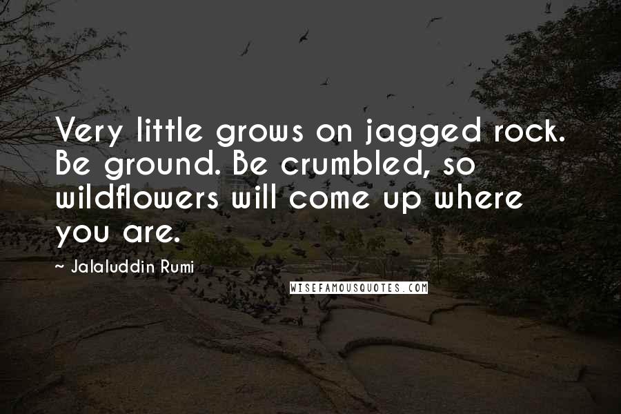 Jalaluddin Rumi quotes: Very little grows on jagged rock. Be ground. Be crumbled, so wildflowers will come up where you are.