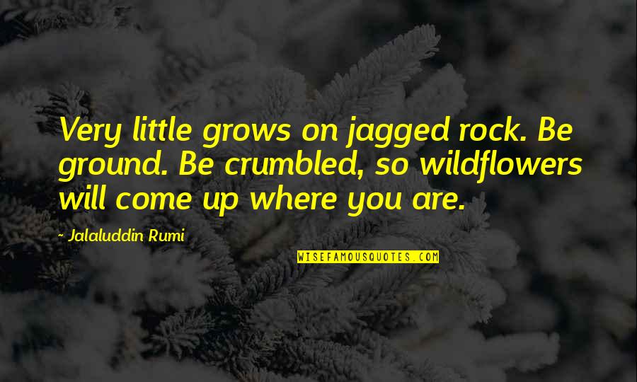 Jalaluddin Rumi Quotes By Jalaluddin Rumi: Very little grows on jagged rock. Be ground.