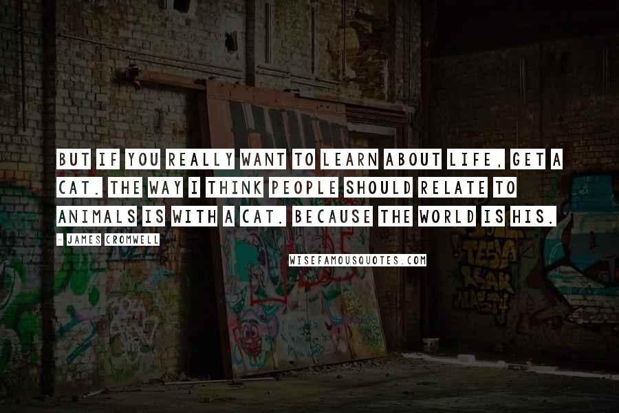 James Cromwell quotes: But if you really want to learn about life, get a cat. The way I think people should relate to animals is with a cat. Because the world is his.
