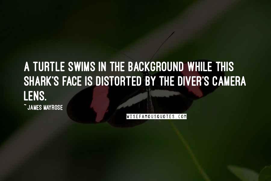 James Mayrose quotes: A turtle swims in the background while this shark's face is distorted by the diver's camera lens.