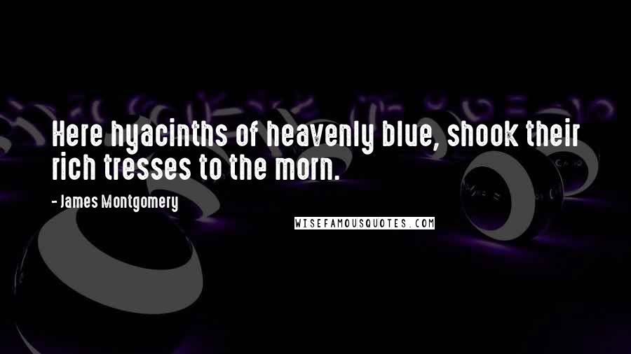 James Montgomery quotes: Here hyacinths of heavenly blue, shook their rich tresses to the morn.