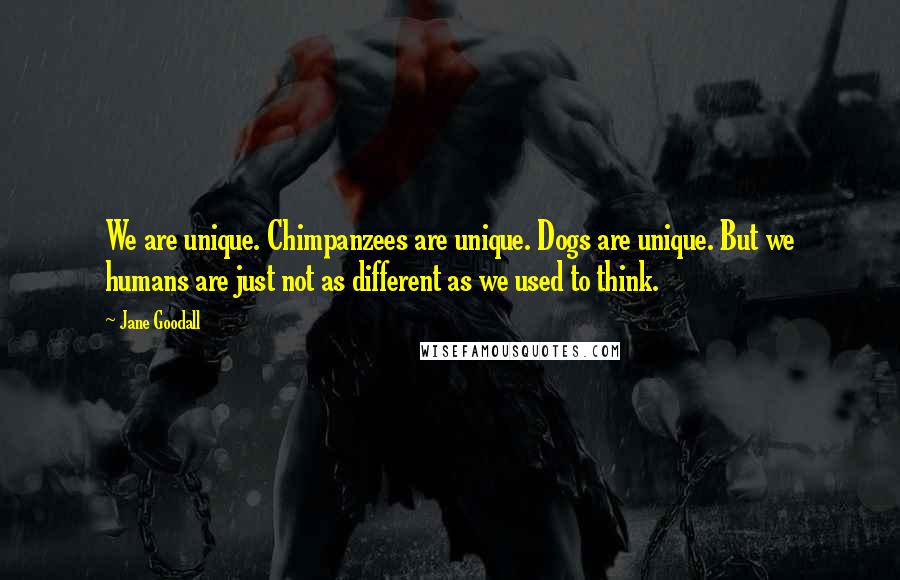 Jane Goodall quotes: We are unique. Chimpanzees are unique. Dogs are unique. But we humans are just not as different as we used to think. Jane Goodall quotes: We are unique. Chimpanzees are unique. Dogs are unique. But we humans are just not as different as we used to think.