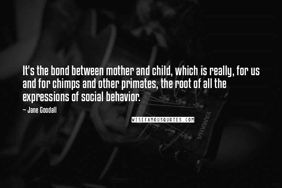 Jane Goodall quotes: It's the bond between mother and child, which is really, for us and for chimps and other primates, the root of all the expressions of social behavior. Jane Goodall quotes: It's the bond between mother and child, which is really, for us and for chimps and other primates, the root of all the expressions of social behavior.