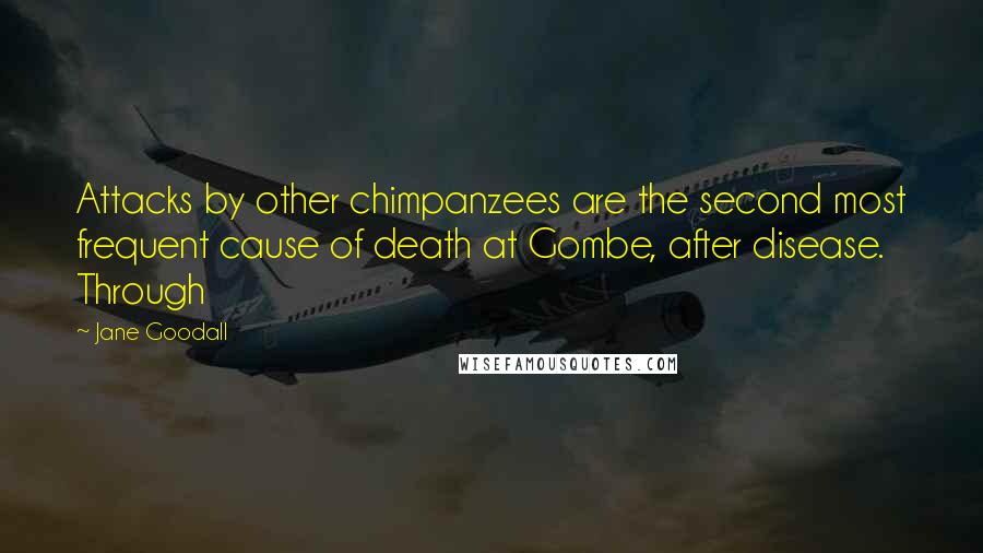 Jane Goodall quotes: Attacks by other chimpanzees are the second most frequent cause of death at Gombe, after disease. Through Jane Goodall quotes: Attacks by other chimpanzees are the second most frequent cause of death at Gombe, after disease. Through