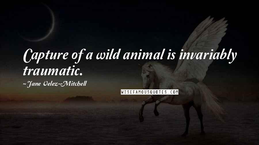 Jane Velez-Mitchell quotes: Capture of a wild animal is invariably traumatic.