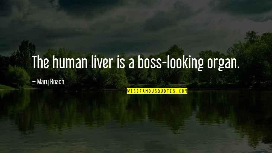 Jannitta Quotes By Mary Roach: The human liver is a boss-looking organ.