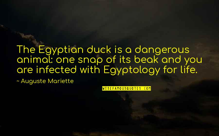 Jessamine Quotes By Auguste Mariette: The Egyptian duck is a dangerous animal: one Jessamine Quotes By Auguste Mariette: The Egyptian duck is a dangerous animal: one