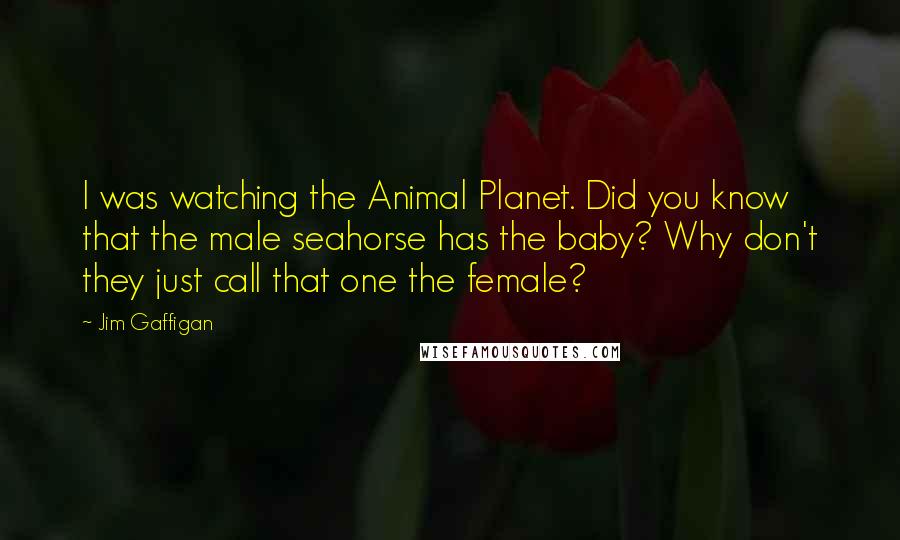 Jim Gaffigan quotes: I was watching the Animal Planet. Did you know that the male seahorse has the baby? Why don't they just call that one the female?