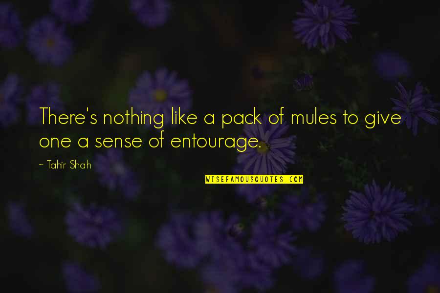 Jimmy Winkfield Quotes By Tahir Shah: There's nothing like a pack of mules to