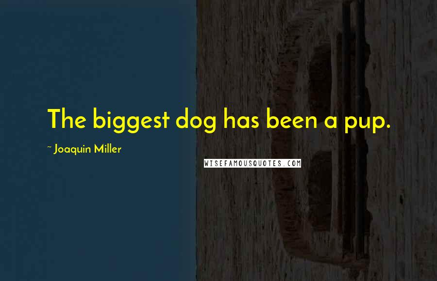 Joaquin Miller quotes: The biggest dog has been a pup.