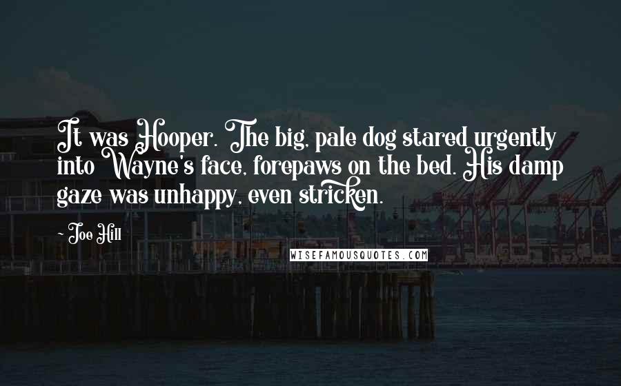 Joe Hill quotes: It was Hooper. The big, pale dog stared urgently into Wayne's face, forepaws on the bed. His damp gaze was unhappy, even stricken.