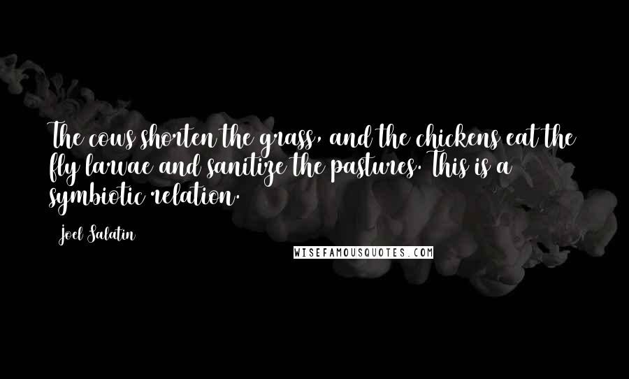 Joel Salatin quotes: The cows shorten the grass, and the chickens eat the fly larvae and sanitize the pastures. This is a symbiotic relation.