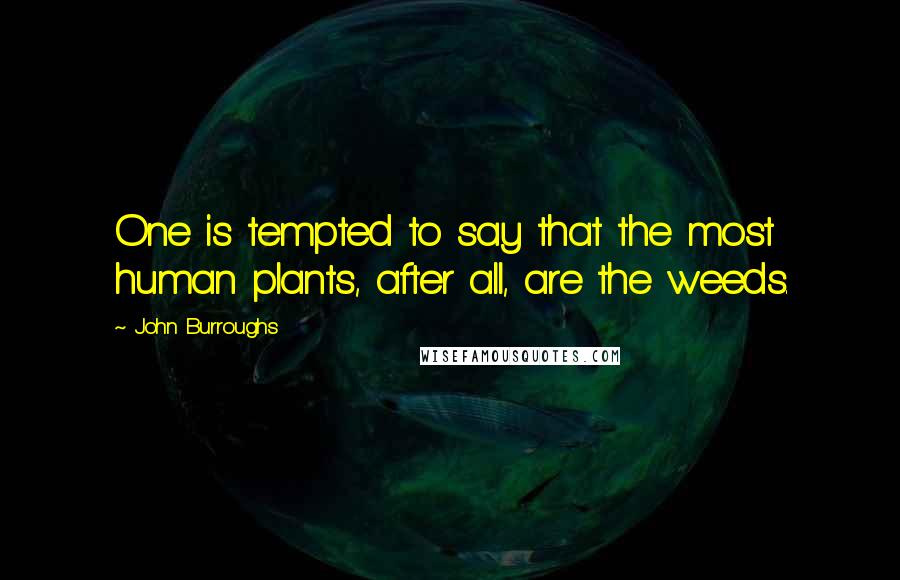 John Burroughs quotes: One is tempted to say that the most human plants, after all, are the weeds.