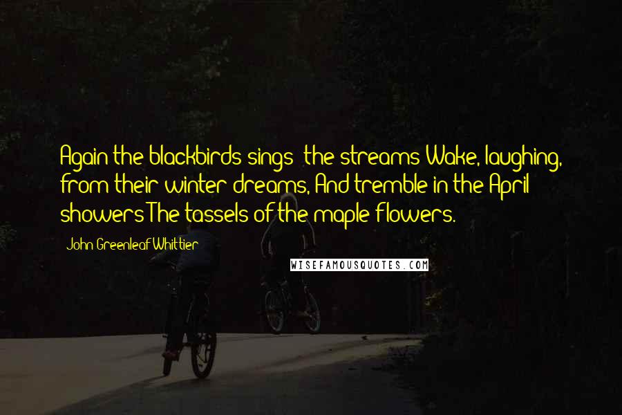 John Greenleaf Whittier quotes: Again the blackbirds sings; the streams Wake, laughing, from their winter dreams, And tremble in the April showers The tassels of the maple flowers.