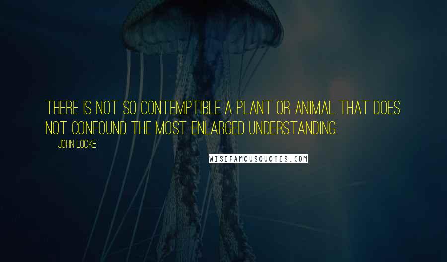 John Locke quotes: There is not so contemptible a plant or animal that does not confound the most enlarged understanding.