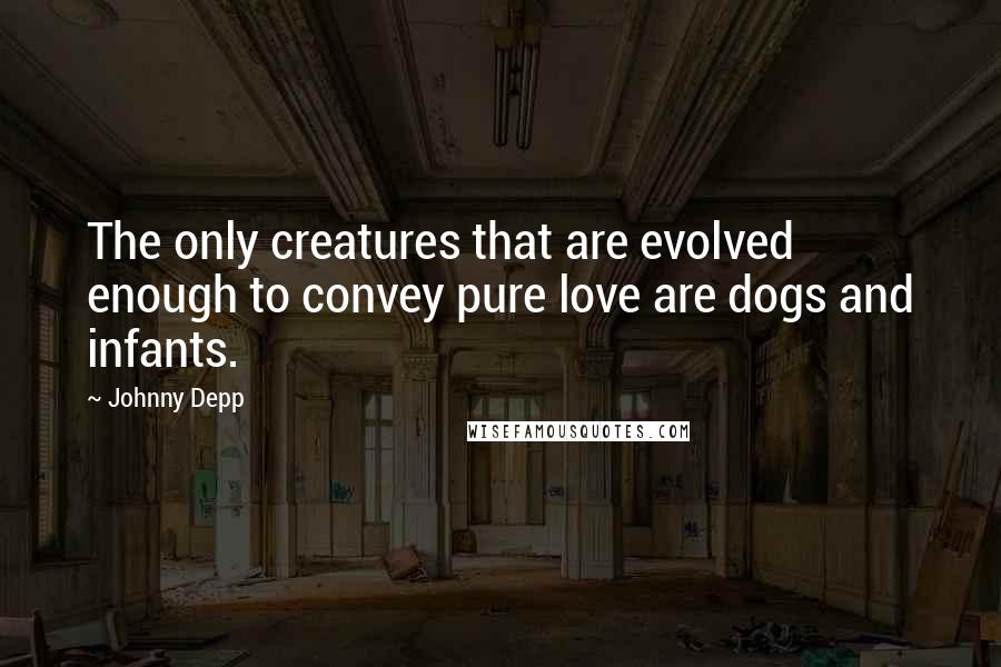Johnny Depp quotes: The only creatures that are evolved enough to convey pure love are dogs and infants.