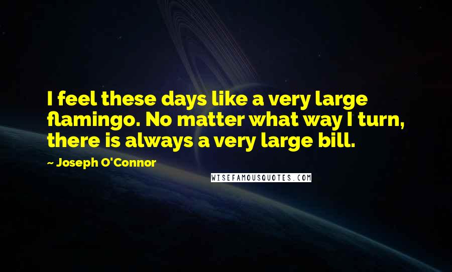 Joseph O'Connor quotes: I feel these days like a very large flamingo. No matter what way I turn, there is always a very large bill.