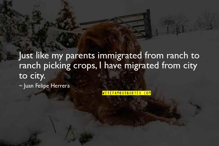 Juan Felipe Herrera Quotes By Juan Felipe Herrera: Just like my parents immigrated from ranch to