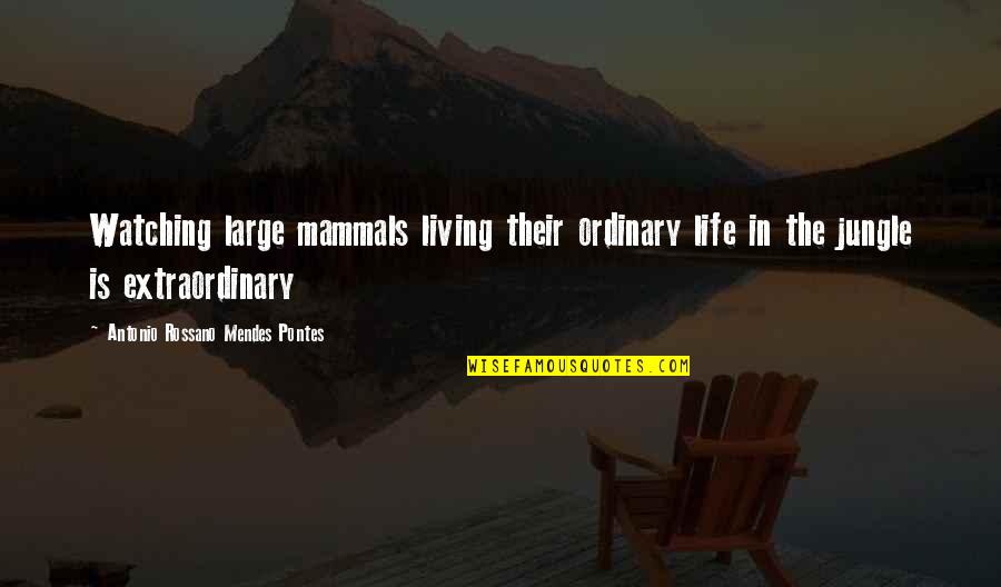 Jungle Life Quotes By Antonio Rossano Mendes Pontes: Watching large mammals living their ordinary life in