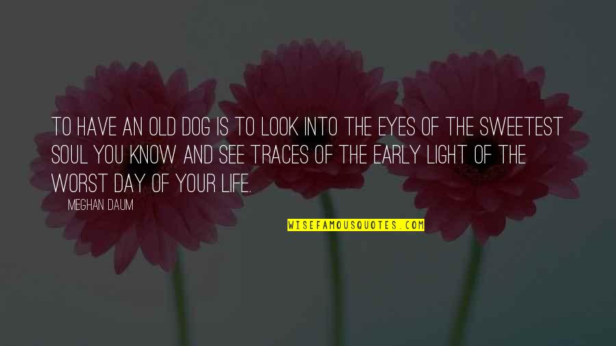 Just An Old Soul Quotes By Meghan Daum: To have an old dog is to look Just An Old Soul Quotes By Meghan Daum: To have an old dog is to look