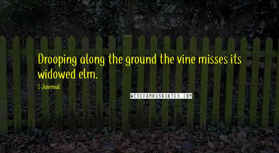 Juvenal quotes: Drooping along the ground the vine misses its widowed elm.