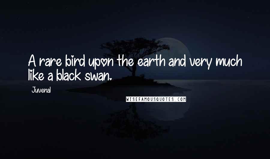 Juvenal quotes: A rare bird upon the earth and very much like a black swan.