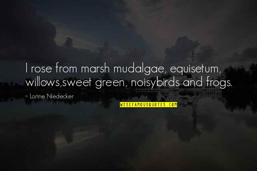 Kai Lan Quotes By Lorine Niedecker: I rose from marsh mudalgae, equisetum, willows,sweet green,