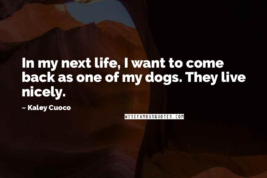 Kaley Cuoco quotes: In my next life, I want to come back as one of my dogs. They live nicely.