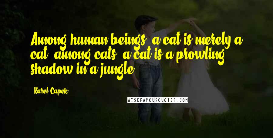 Karel Capek quotes: Among human beings, a cat is merely a cat; among cats, a cat is a prowling shadow in a jungle.