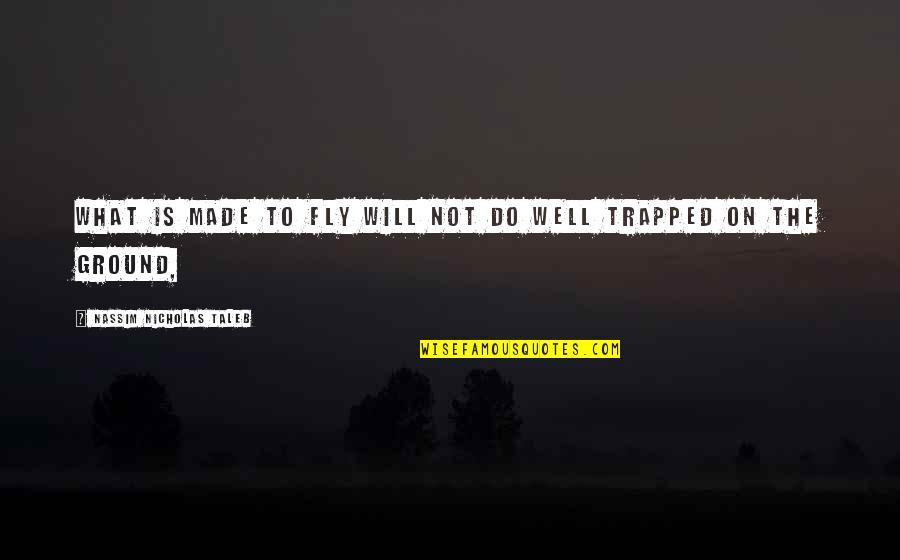 Katniss Everdeen Family Quotes By Nassim Nicholas Taleb: what is made to fly will not do Katniss Everdeen Family Quotes By Nassim Nicholas Taleb: what is made to fly will not do