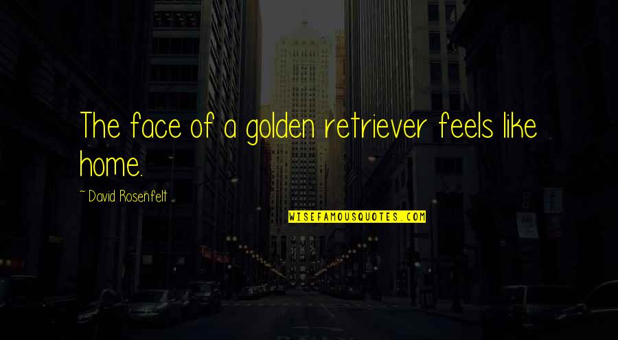 Keletas Quotes By David Rosenfelt: The face of a golden retriever feels like