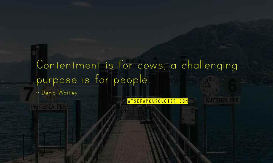 Kershisnik Ladder Quotes By Denis Waitley: Contentment is for cows; a challenging purpose is Kershisnik Ladder Quotes By Denis Waitley: Contentment is for cows; a challenging purpose is